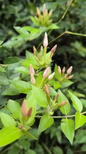 Pinky's Gallery on Instagram