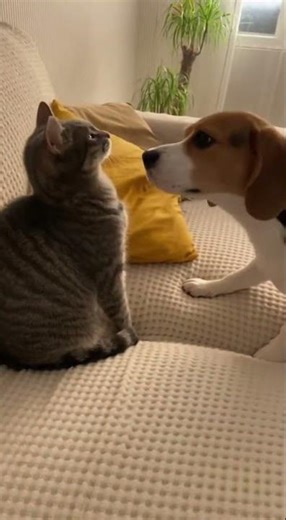 Dog Caught Sneaking Licks from Cat Gets a Surprising Paw Swat
