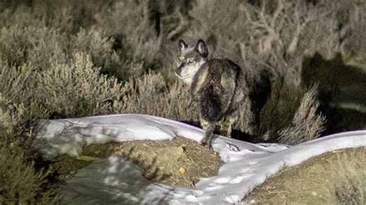 Colorado range riders on the ground as calving season underway, wolf depredations continue