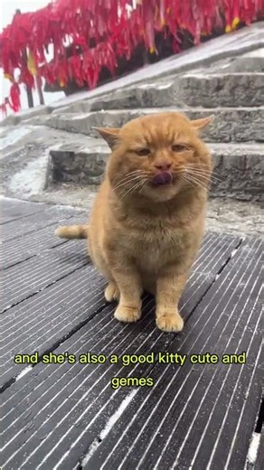 a cute orange cat who loves to greet visitors#funnycats#catlovers