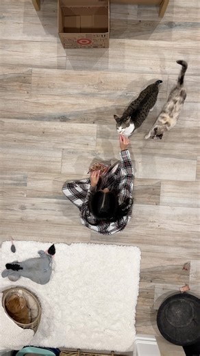 32K views · 23 comments | This trend but make it CATS. #catmom #catmomlife #catparents #catlover #catowner | Sven and Robbie | Facebook