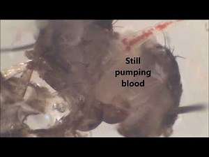 Mosquito dissection