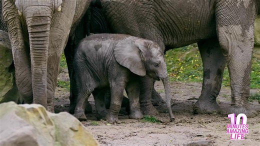 How elephants protect their young together