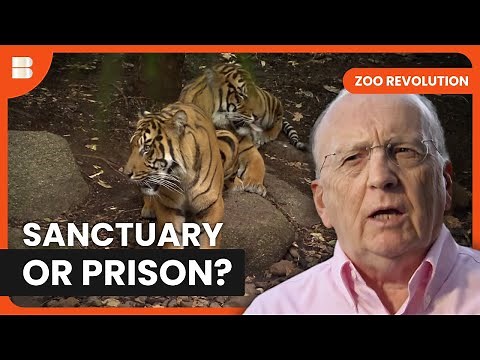 The Ethical Debate Behind Modern Zoos | Zoo Revolution | Documentary