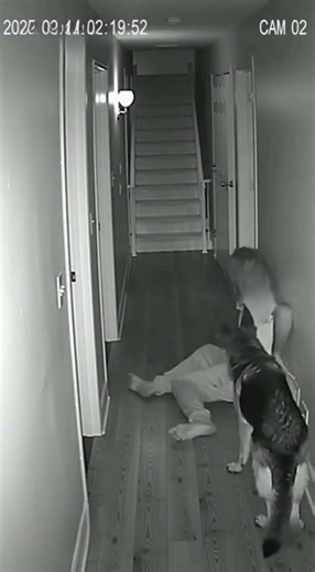 Hero German Shepherd Saves Sleepwalking Owner from 12ft Drop! 🐕🛗🆘 | CAM-02 #shorts