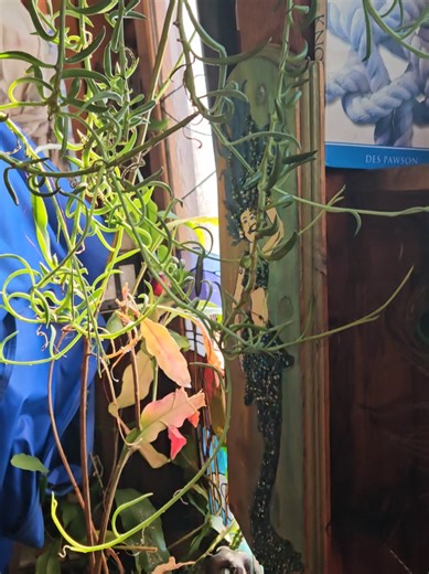 #gypsymermaid #plants