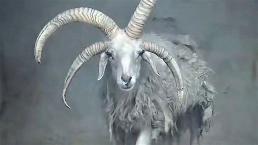 Rare four-horned goat amazes visitors at zoo