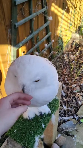 Fluffy White Owl Cuddles Compilation