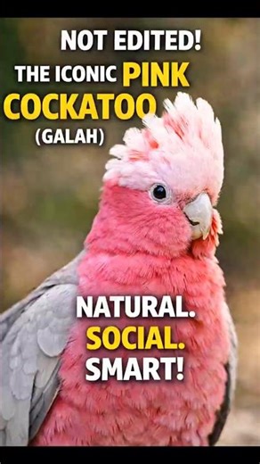 The Pink Cockatoo You Didn’t Know Existed! #shorts #education