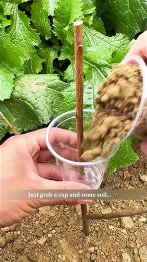 This 10-Second Trick Clones a Fruit Tree for FREE! 🤯 200 IQ Gardening! #gardening #hacks #plants