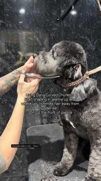 Shortish but cute Cockapoo face trim 🖤✨ #doggroomer #dog #doggrooming #doggroomingforbeginners