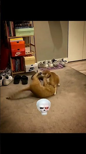 Dogs 🤡 🆚 Cats 🗿 fighting #cats #catvideos #aveeplayer