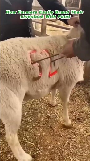 How Farmers Easily Brand Their Livestock With Paint