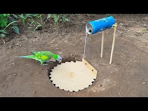 New Technique Unique Parrot Trap - Beautiful 4K Traps