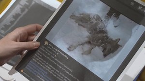 Sweden's biggest-ever wolf hunt sparks debate