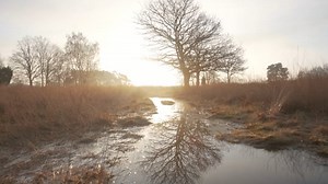 Free video - Tree, Reflection, Forest, Nature
