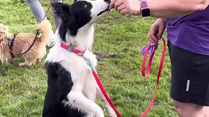 1.9K views · 97 reactions | THANK YOU FOR MAKING BARKING MAD PAWSOME!...