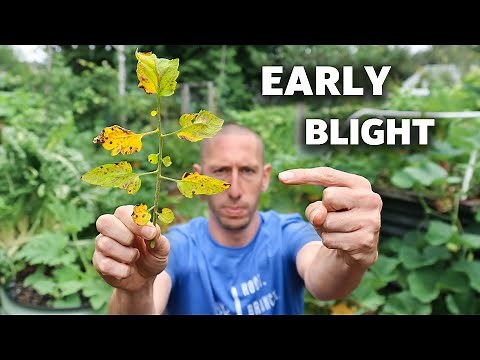 10 COMMON PROBLEMS When Growing Tomatoes and How to FIX THEM