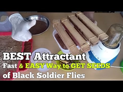 How to Atract Black Soldier Fly From WILD POPULATION to get their EGGS to start BSF FARMING