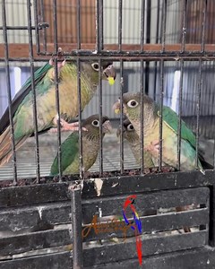 2.9K views · 166 reactions | Blue turquoise yellow sided conure...