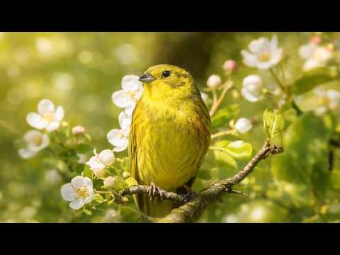 Spring Birds 🐦 Gentle Nature Sounds | Relaxing Spring Ambience