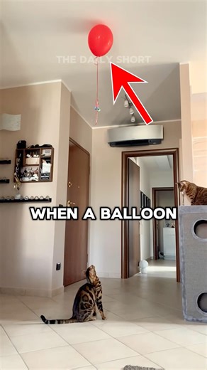 How to get a Balloon from the ceiling! 🎈
