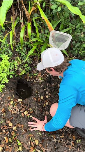 I found fish TRAPPED in a mud hole! #fish #exoticfish #rescue #animal #fishing #crazy #wild #nature #pond #bassfishingproductions #animals #wildlife #exploring #creek