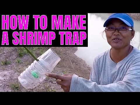 HOW TO Make A Simple SHRIMP TRAP For FREE