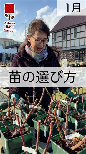 相原バラ園 | 「苗の選び方」 せっかく買うならいい苗が良いですよね。 ネット通販の方には、なるべく良い品質の物からお届けしようとスタッフが目がガンギマリにしてお選びしています🐸🤡 もしご自身でお選びになるのであれば、参考にしていただけると幸いです😊... | Instagram