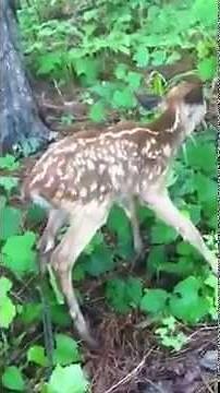 Newborn fawn rescued from drowning!