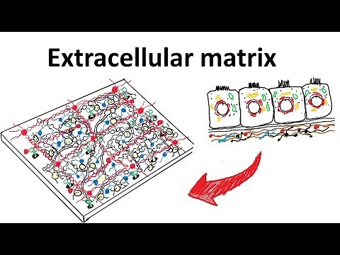 Extra cellular matrix