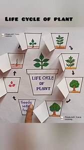 1.4M views · 6.4K reactions | Life cycle of plant | life cycle plant project #lifecycleofplant #plants #seedgermination #kidsactivities #shorts #shortsreels #viralreelschallenge | Pirjada Arif l TLM & creativity | Facebook