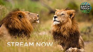 Nature at your fingertips. You can now stream our award-winning wildlife documentaries for free on Samsung TV Plus in the UK. Look out for Earth Touch TV on the Samsung TV Plus app to get your nature fix. | Earth Touch TV