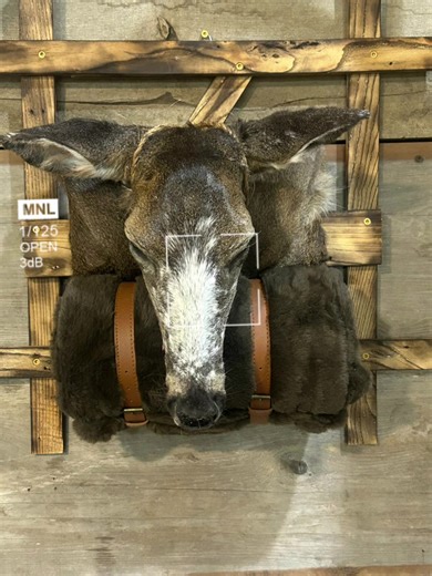 #yazoocitymississippi #taxididermy #bucksbass #whitetail #taxidermytok | taxi