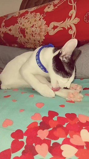 Shawkat Ali on Reels