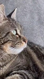 199K views · 11K reactions | Penny rapping to my $ don't jiggle jiggle | Penny The Talking Cat | Facebook