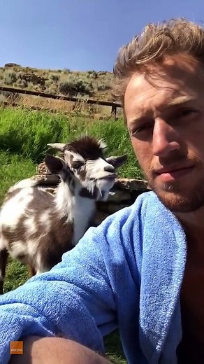Grumpy goat argues with human