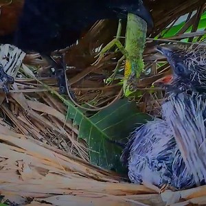 1.3M views · 30K reactions | Greater coucal bird Give Lyreshead lizard & snakes for your baby to eat | Review Bird Nest | Facebook