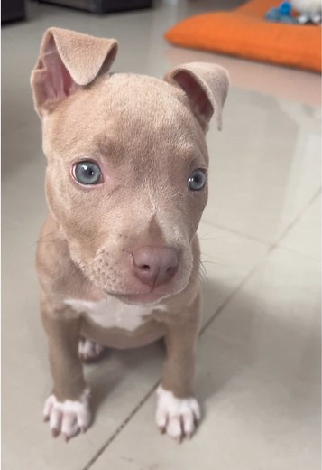 Canela: El Perro Más Hermoso del Mundo
