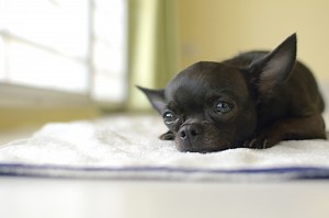 Why Do Chihuahuas Cry So Much? (12 Reasons   Solutions)