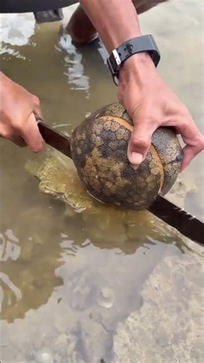 Cutting Open a Strange Ocean Shell... You Won't Believe What's Inside! 😱
