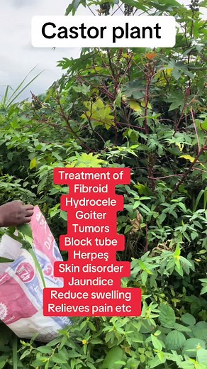 Castor Plant: Benefits and Medicinal Uses
