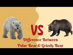 Polar Bear VS Grizzly Bear...Who has stronger Bite Force?