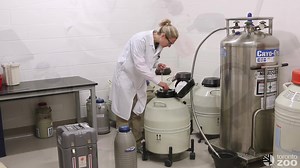 The giant pandas may not be here in Toronto, but the Zoo is still proud to contribute to the Giant Panda Conservation Breeding Program. 🐼 Today, Dr. Gabriela Mastromonaco, Curator of Reproductive Programs & Research, and Paula Mackie, Reproductive Research Assistant here at the Toronto Zoo, packaged frozen sperm kept in our BioBank for delivery to The Calgary Zoo. The semen was originally from China and arrived in Toronto in 2014, the first-ever instance of China sending panda semen to Canada. 