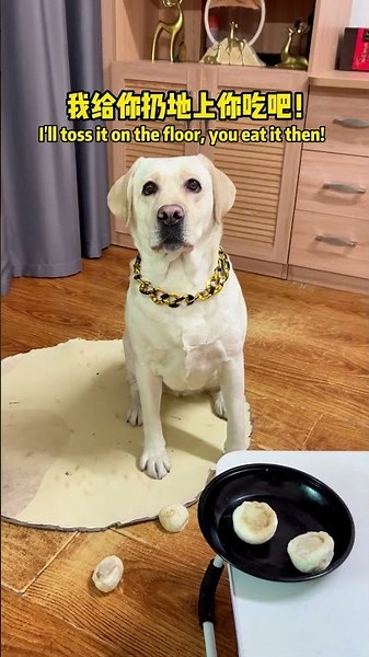 狗子：我有点骨气，但不多...Doggo: I have some integrity, yet not a lot..#搞笑汪驾到#萌寵#寵物#搞笑#拉布拉多 #doglover #Labrador