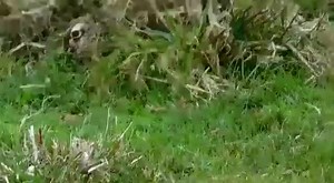 Discover the Hidden Rabbit in the Meadow