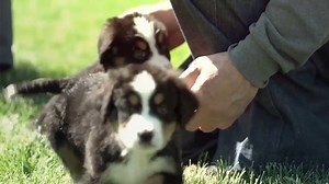 Caring for our puppies is our #1 priority! That is why we work with the top 5% of USDA breeders who are expected to go above and beyond all USDA regulations. 🐶🐾❤️ #petlandcares #petlandbreeders #petlandpembrokepines #petland #petlandflorida #pembrokepines #puppy #doglover #adorable #dog #cute #pet #dogoftheday #photooftheday #puppylove Stop by or call us today. 📍 356 N. University Drive, Pembroke Pines, FL 33024 📞 (954) 442-3106 www.petlandflorida.com | Petland Pembroke Pines