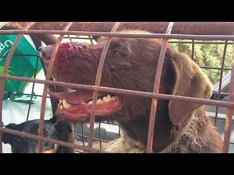 Insane!! Fox Hunting Australia//Dogs