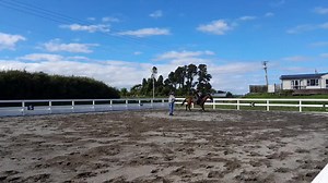 such a good girl at our dressage lesson #ottbmare #ottb #may #fypシ