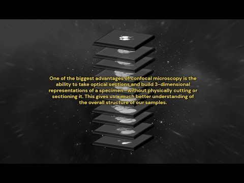 Confocal Microscopy with Zen (Black): Z-stack and Tile Scan